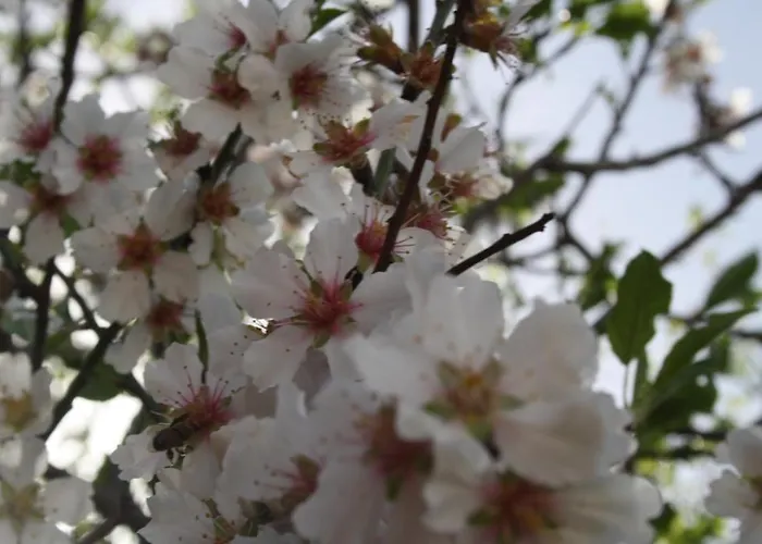 雪绒花公寓式酒店 埃里切
